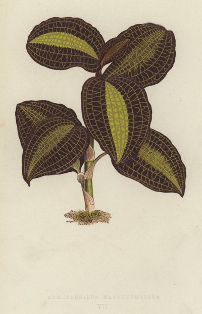 Anoectochilus Xanthophyllus بواسطة مدرسة اللغة الإنجليزية
